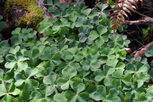 Load image into Gallery viewer, Oregon oxalis plant aka Redwood Sorrel (Oxalis oregana). One of 100+ species of Pacific Northwest native plants available at Sparrowhawk Native Plants, Native Plant Nursery in Portland, Oregon.