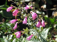 Load image into Gallery viewer, A flowering stem of Richardson's penstemon with bee (Penstemon richardsonii). One of approximately 200 species of Pacific Northwest native plants available at Sparrowhawk Native Plants, Native Plant Nursery in Portland, Oregon.