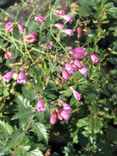 Load image into Gallery viewer, A flowering stem of Richardson's penstemon (Penstemon richardsonii). One of approximately 200 species of Pacific Northwest native plants available at Sparrowhawk Native Plants, Native Plant Nursery in Portland, Oregon.