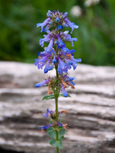 Load image into Gallery viewer, Close-up of the showy blueish-purple flowers of Rydberg's penstemon (Penstemon rydbergii). One of approximately 200 species of Pacific Northwest native plants available at Sparrowhawk Native Plants, Native Plant Nursery in Portland, Oregon.