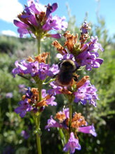 Load image into Gallery viewer, A bumble bee visits the showy blueish-purple flowers of Rydberg's penstemon (Penstemon rydbergii). One of approximately 200 species of Pacific Northwest native plants available at Sparrowhawk Native Plants, Native Plant Nursery in Portland, Oregon.