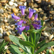 Load image into Gallery viewer, Close-up of the showy blueish-purple flowers of Rydberg's penstemon (Penstemon rydbergii). One of approximately 200 species of Pacific Northwest native plants available at Sparrowhawk Native Plants, Native Plant Nursery in Portland, Oregon.