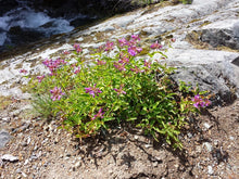 Load image into Gallery viewer, Cascade penstemon (Penstemon serrulatus) hanging on a cliff. One of 100+ species of Pacific Northwest native plants available at Sparrowhawk Native Plants, Native Plant Nursery in Portland, Oregon.