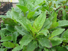 Load image into Gallery viewer, Close-up of the lance-shaped, serrated leaves of cascade penstemon (Penstemon serrulatus). One of 100+ species of Pacific Northwest native plants available at Sparrowhawk Native Plants, Native Plant Nursery in Portland, Oregon.
