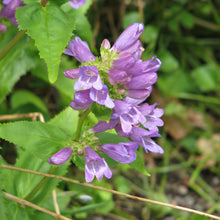 Load image into Gallery viewer, Serrated leaves and showy purple flowers of cascade penstemon (Penstemon serrulatus). One of 100+ species of Pacific Northwest native plants available at Sparrowhawk Native Plants, Native Plant Nursery in Portland, Oregon.
