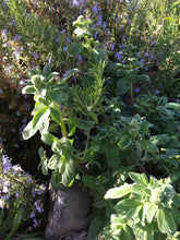 Cargar imagen en el visor de la galería, Shade phacelia (Phacelia nemoralis) growing happily in a habitat garden. One of approximately 200 species of Pacific Northwest native plants available from Sparrowhawk Native Plants nursery in Portland, Oregon.