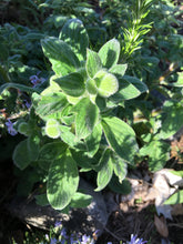 Cargar imagen en el visor de la galería, Close up of leaves and flower stalk of shade phacelia (Phacelia nemoralis). One of approximately 200 species of Pacific Northwest native plants available from Sparrowhawk Native Plants nursery in Portland, Oregon.