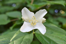Cargar imagen en el visor de la galería, Closeup of a white flower of native mock orange shrub (Philadelphus lewisii). One of 100+ species of Pacific Northwest native plants available at Sparrowhawk Native Plants, Native Plant Nursery in Portland, Oregon.