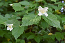 Cargar imagen en el visor de la galería, Fragrant white flowers of native mock orange shrub (Philadelphus lewisii). One of 100+ species of Pacific Northwest native plants available at Sparrowhawk Native Plants, Native Plant Nursery in Portland, Oregon.