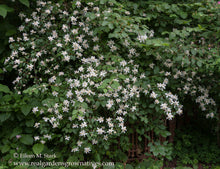 Cargar imagen en el visor de la galería, Hundreds of fragrant white-flowers cover a mature native mock orange shrub (Philadelphus lewisii). One of 100+ species of Pacific Northwest native plants available at Sparrowhawk Native Plants, Native Plant Nursery in Portland, Oregon.
