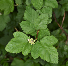 Cargar imagen en el visor de la galería, Close-up of pacific ninebark leaves (Physocarpus capitatus). Another stunning Pacific Northwest native shrub available at Sparrowhawk Native Plants Nursery in Portland, Oregon.