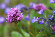 Load image into Gallery viewer, Close-up of the showy pink flower of sea blush (Plectritus congesta) with Blue-eyed Mary (Collinsia) in the background. One of 100+ species of Pacific Northwest native plants available at Sparrowhawk Native Plants, Native Plant Nursery in Portland, Oregon.