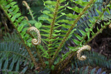Load image into Gallery viewer, Unfurling fronds of Sword Fern (Polystichum munitum). One of 100+ Pacific Northwest native plants available at Sparrowhawk Native Plants in Portland, Oregon