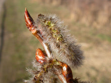 Load image into Gallery viewer, Buds and catkin flowers of quaking aspen (Populus tremuloides). Another species on Pacific Northwest native tree available at Sparrowhawk Native Plants, native plant nursery, in Portland, Oregon.