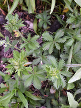 Cargar imagen en el visor de la galería, Attractive leaves of Slender Cinquefoil (Potentilla gracilis). One of 100+ species of Pacific Northwest native plants available at Sparrowhawk Native Plants, Native Plant Nursery in Portland, Oregon.
