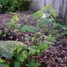 Load image into Gallery viewer, Flowering Hooker’s fairybells (Prosartes hookeri) growing in a NW shade garden. One of approximately 200 species of Pacific Northwest native plants available at Sparrowhawk Native Plants, native plant Nursery in Portland, Oregon.