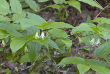 Load image into Gallery viewer, Close up of the branches, leaves and flowers of Hooker’s fairybells (Prosartes hookeri) growing in a NW shade garden. One of approximately 200 species of Pacific Northwest native plants available at Sparrowhawk Native Plants, native plant Nursery in Portland, Oregon.