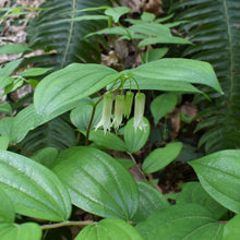 Load image into Gallery viewer, Disporum smithii, Prosartes smithii, Smith's Fairybells, Fairy Lanterns, Pacific Northwest Native Plants, Oregon Native Plant, Sparrowhawk Native Plants, Portland