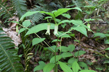 Load image into Gallery viewer, Disporum smithii, Prosartes smithii, Smith's Fairybells, Fairy Lanterns, Pacific Northwest Native Plants, Oregon Native Plant, Sparrowhawk Native Plants, Portland