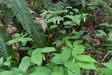 Load image into Gallery viewer, Disporum smithii, Prosartes smithii, Smith's Fairybells, Fairy Lanterns, Pacific Northwest Native Plants, Oregon Native Plant, Sparrowhawk Native Plants, Portland