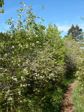 Load image into Gallery viewer, The young form of a Prunus emarginata, Bitter Cherry tree. Another stunning Northwest Native Plant available at Sparrowhawk Native Plants Nursery in Portland, Oregon