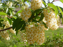 Cargar imagen en el visor de la galería, Close-up of common chokecherry flowers (Prunus virginiana). Another stunning Pacific Northwest native plant available at Sparrowhawk Native Plants Nursery in Portland, Oregon.