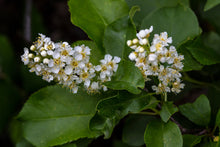 Cargar imagen en el visor de la galería, Close-up of common chokecherry flowers (Prunus virginiana). Another stunning Pacific Northwest native plant available at Sparrowhawk Native Plants Nursery in Portland, Oregon.