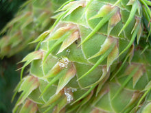 Load image into Gallery viewer, Close-up of green Douglas Fir cone (Pseudotsuga menziesii). Another stunning Pacific Northwest native tree available at Sparrowhawk Native Plants Nursery in Portland, Oregon.