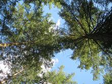 Load image into Gallery viewer, Under the canopy of towering Douglas Fir trees (Pseudotsuga menziesii). Another stunning Pacific Northwest native tree available at Sparrowhawk Native Plants Nursery in Portland, Oregon.