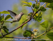 Cargar imagen en el visor de la galería, Hummingbird visits Cascara tree (Frangula purshiana / Rhamnus purshiana). Another stunning Pacific Northwest native tree available at Sparrowhawk Native Plants Nursery in Portland, Oregon.