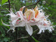Load image into Gallery viewer, Western Azalea (Rhododendron occidentale) - An exceptionally gorgeous shrub - a true centerpiece in any native garden, particularly in April when it explodes into bloom with five to fifteen, sparkling white or pink, flaring trumpet-shaped flowers per branch, which can be delightfully-scented both sweet and spicy. The foliage emerges a bright shiny green; and graduates to golden yellow, though orange and deep scarlet also occur in autumn.