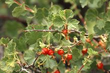 Load image into Gallery viewer, Close up of the leaves and red berries of wax currant (Ribes cereum). One of 100+ species of Pacific Northwest native plants available at Sparrowhawk Native Plants, Native Plant Nursery in Portland, Oregon.