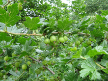 Load image into Gallery viewer, Close-up of Straggly Gooseberry leaves and fruit (Ribes divaricatum). One of 100+ species of Pacific Northwest native plants available at Sparrowhawk Native Plants, Native Plant Nursery in Portland, Oregon.