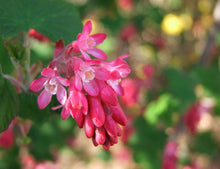 Load image into Gallery viewer, Flower closeup of the red flowering currant (Ribes sanguineum). One of 150+ species of Pacific Northwest native plants available at Sparrowhawk Native Plants Nursery in Portland, Oregon.