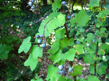 Load image into Gallery viewer, Leaves and fruit of red flowering currant (Ribes sanguineum). One of 150+ species of Pacific Northwest native plants available at Sparrowhawk Native Plants Nursery in Portland, Oregon.