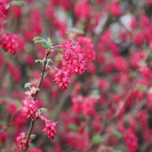 Load image into Gallery viewer, Close up of a stem loaded with flowers of the red flowering currant (Ribes sanguineum). One of 150+ species of Pacific Northwest native plants available at Sparrowhawk Native Plants Nursery in Portland, Oregon.