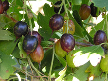 Load image into Gallery viewer, Closeup of ripe berries on golden currant (Ribes aureum). Another stunning Pacific Northwest native shrub available at Sparrowhawk Native Plants, native plant nursery in Portland, Oregon