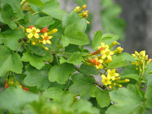 Load image into Gallery viewer, Closeup of the leaves and yellow flowers of golden currant (Ribes aureum). Another stunning Pacific Northwest native shrub available at Sparrowhawk Native Plants, native plant nursery in Portland, Oregon
