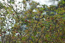 Cargar imagen en el visor de la galería, A chickadee hides in the arching late season branches of clustered wild rose or swamp rose (Rosa pisocarpa). One of approximately 200 species of Pacific Northwest native plants available at Sparrowhawk Native Plants, Native Plant Nursery in Portland, Oregon.