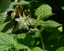 Cargar imagen en el visor de la galería, Closeup of a white flowers of blackcap raspberry (Rubus leucodermis). One of approximately 200 species of Pacific Northwest native plants available at Sparrowhawk Native Plants, native plant nursery in Portland, Oregon