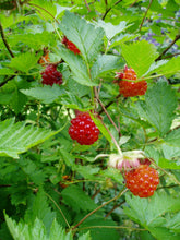 Cargar imagen en el visor de la galería, Close-up of the fruit on salmonberry (Rubus spectabilis). One of the 100+ Pacific Northwest native plants, shrubs and trees available at Sparrowhawk Native Plants nursery in Portland Oregon