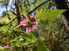 Cargar imagen en el visor de la galería, Close-up of the fuchsia flower of salmonberry (Rubus spectabilis). One of the 100+ Pacific Northwest native plants, shrubs and trees available at Sparrowhawk Native Plants nursery in Portland Oregon