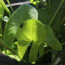 Load image into Gallery viewer, Wet, green Wapato (Sagittaria latifolia) leaves burst from a rainwater catchment feature. One of 100+ species of Pacific Northwest native plants available at Sparrowhawk Native Plants, Native Plant Nursery in Portland, Oregon.