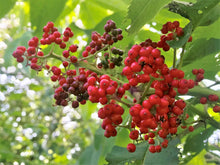 Load image into Gallery viewer, Close-up of a cluster of bright red berries of the native red elderberry shrub (Sambucus racemosa). One of approximately 200 species of Pacific Northwest native plants available at Sparrowhawk Native Plants in Portland, Oregon.
