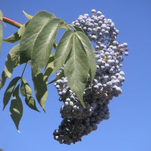 Load image into Gallery viewer, Close up of the ripe, blue berries of a native blue elderberry shrub (Sambucus mexicana, S. caerulea, S nigra ssp. caerulea). One of approximately 200 species of Pacific Northwest native plants available at Sparrowhawk Native Plants, native plant nursery in Portland, Oregon.