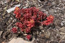 Load image into Gallery viewer, Oregon stonecrop plant displaying uniquely red hues (Sedum oreganum) in the habitat garden. One of approximately 200 species of Pacific Northwest native plants available at Sparrowhawk Native Plants, Native Plant Nursery in Portland, Oregon.