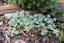 Load image into Gallery viewer, A silvery mat of broadleaf stonecrop (Sedum spathulifolium). Another stunning Pacific Northwest native groundcover available at Sparrowhawk Native Plants Nursery in Portland, Oregon.
