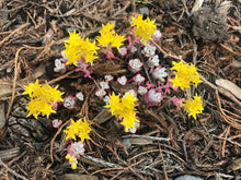 Load image into Gallery viewer, Flowering broadleaf stonecrop (Sedum spathulifolium). One of the 100+ species of stunning Pacific Northwest native plants, shrubs and trees available at Sparrowhawk Native Plants nursery in Portland, Oregon.