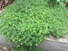 Load image into Gallery viewer, Growth habit of Oregon stonecrop (Sedum oreganum) in the habitat garden. One of approximately 200 species of Pacific Northwest native plants available at Sparrowhawk Native Plants, Native Plant Nursery in Portland, Oregon.