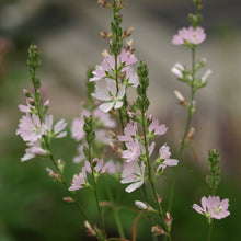 Load image into Gallery viewer, Sidalcea campestris (Meadow checkermallow)